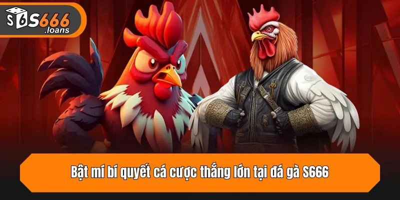 Bật mí bí quyết cá cược thắng lớn tại đá gà S666