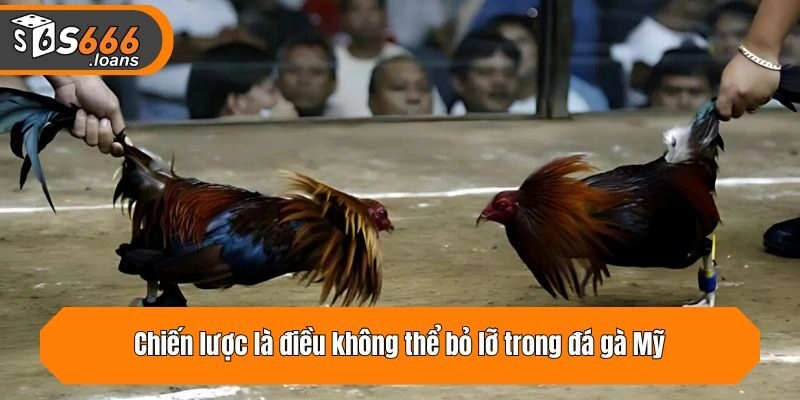 Chiến lược là điều không thể bỏ lỡ trong đá gà Mỹ