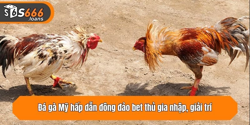 Đá gà Mỹ hấp dẫn đông đảo bet thủ gia nhập, giải trí
