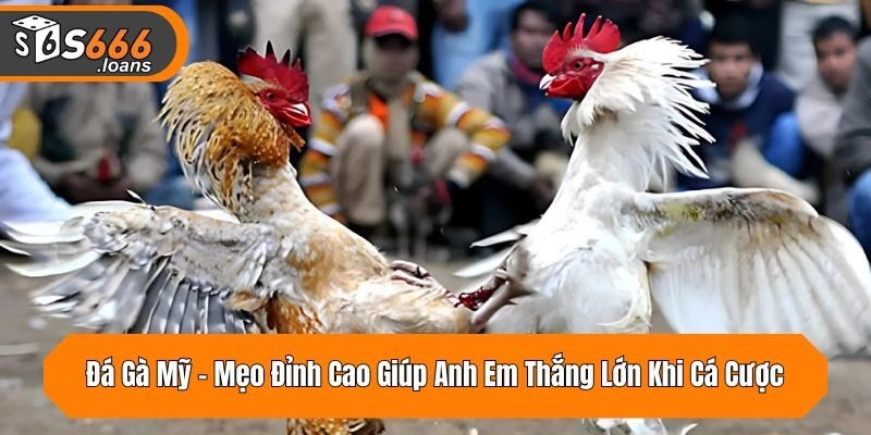 Đá Gà Mỹ - Mẹo Đỉnh Cao Giúp Anh Em Thắng Lớn Khi Cá Cược