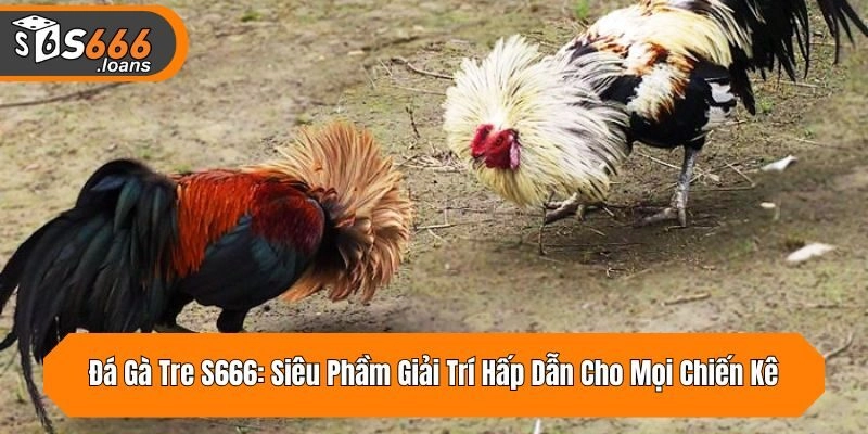 Đá Gà Tre S666: Siêu Phầm Giải Trí Hấp Dẫn Cho Mọi Chiến Kê