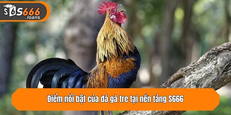 Điểm nổi bật của đá gà tre tại nền tảng S666