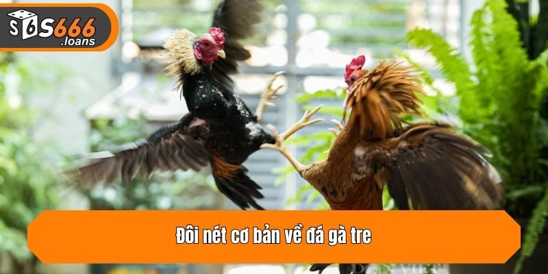 Đôi nét cơ bản về đá gà tre