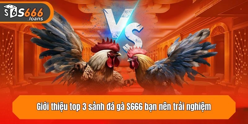 Giới thiệu top 3 sảnh đá gà S666 bạn nên trải nghiệm