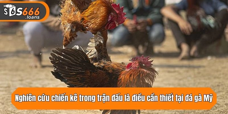 Nghiên cứu chiến kê trong trận đấu là điều cần thiết