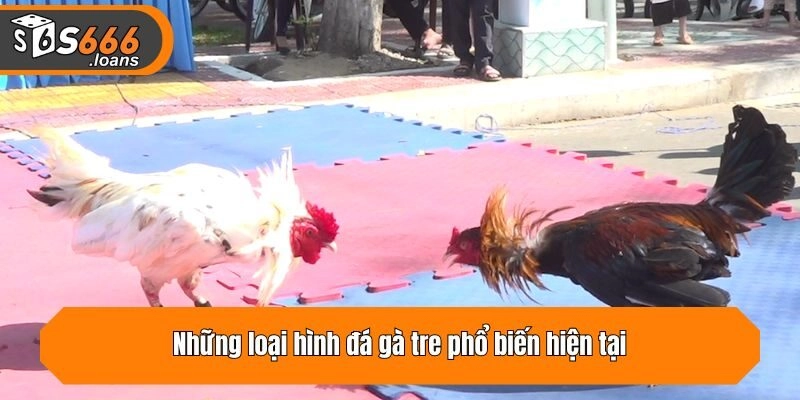 Những loại hình đá gà tre phổ biến hiện tại